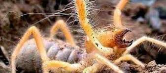 Camel spiders will not be attracted to you, but if there happens to be delicious prey nearby, it will not hesitate to approach you. Sun Spiders Yes These Critters Do Live In The Coachella Valley Coachella Valley