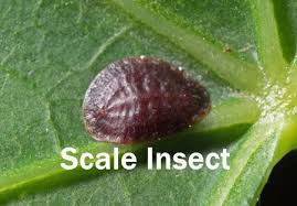 Image result for scale on plant