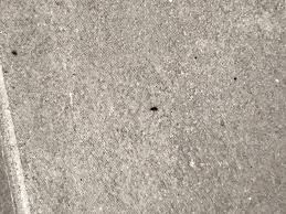Insecte Noir 1mm Petite Vrillette Ou Psoque