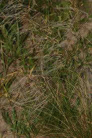 Image result for Stipagrostis