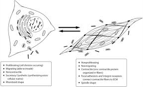 You also get diagrams off the illustration so you can study the terminology and commit more of that to memory. 3 Smooth Muscle Cell Phenotypic Plasticity Reprinted By Permission Download Scientific Diagram
