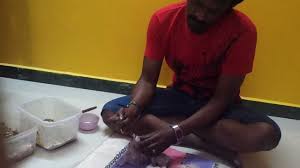 Image result for baby macaw parrot for sale