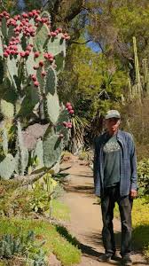 Image result for Clutia robusta