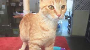 Orange tabby cats are affectionate because they are more friendly towards people than other cats. Hernando Pet Of The Week For March 30