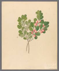 Image result for Mystroxylon aethiopicum