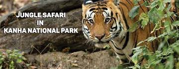 How to reach kanha : Jungle Safari In Kanha National Park Tourist Attractions Tickets Mandla Bookmyshow