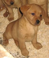 Deposit of $200 to hold pick spots. Alberta Lab Breeder Ckc Lab Pups Lab Breeders Canada