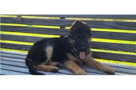 These dogs can also be very vocal, utilizing. German Shepherd Puppies For Sale From St Louis Missouri Breeders