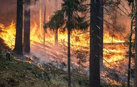 Molti degli incendi che stanno divampando nel paese avrebbero potuto essere estinti in secondo greenpeace russia sono 13 i milioni di ettari bruciati nel paese solo nel 2019. Incendii Uriase De VegetaÅ£ie In Grecia Pe Una Dintre Cele Mai Mari Insule Gazeta De Sud