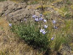 Image result for Wahlenbergia krebsii