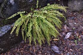 Image result for Asplenium mannii