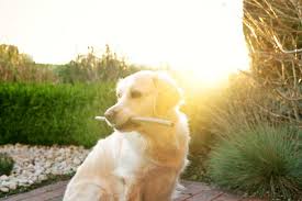Do you know what a spider bite looks like? Do Mosquitoes Bite Dogs Terminix