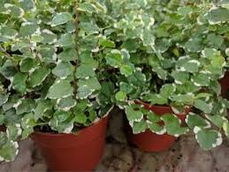 J'ai une petite pièce qui fait office de bureau qui est sans fenêtre avec un plafond très bas j'aimerai 1/ éclairage général lumineux, sans être éblouissant (je partirais sur une température de lumière de 3000° k, qui reste un plan chaud mais lumineux). 20 Plantes D Interieur Qui N Ont Pas Besoin De Lumiere