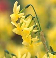 Narcissus Triandrus Hawera What Color Is Your Parachute If It S Lemon Yellow And Opens In Late Spring It Might Be The Miniature Daffodils Narcissus Hawera