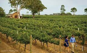 200+ gambar lucu bikin ngakak yang konyol dan gokil abis update terbaru 2018. Wisata Minum Wine Dan Menikmati Kebun Anggur Di Australia Selatan Okezone Travel