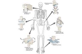 Dense, hard connective tissue composing the skeleton. The 3 Types Of Joints In The Body