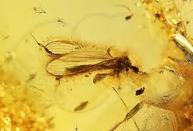 Image result for Trichoneura