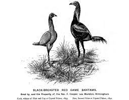 It will have a higher chance of dying. Inbreeding In Chickens Cluckin