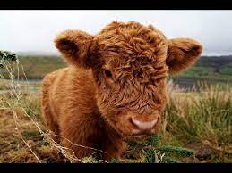 Like puppies, bunnies, babies, and so on. Adorable And Fluffy Highland Calves Cute Baby Cattles Compilation Youtube