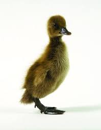 Baby Black And White Duck Breeds Oops This Link Is A Bad Egg Mailorderpoultry Com In 2020 Baby Ducks For Sale Duck Breeds Khaki Campbell Ducks