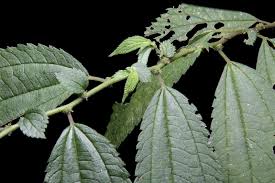 Image result for Urticaceae