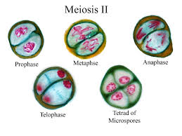 Chromosomes telophase ii of meiosis ii. Meiosis Ii Similar To Mitosis But Results In 4 Haploid Cells Consists Of Prophase Metaphase Anaphase Telophase Meiosis Teaching Biology Chemistry Basics