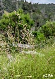 Image result for Agrostis taylorii