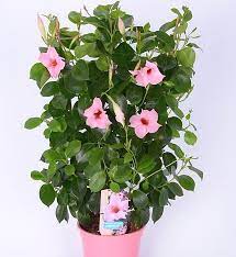 Mandevilla Rio Pink Mandevilla Rio Pink Mijntuin Org