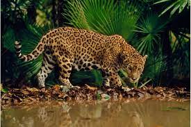 Jaguar At Water Hole Panthera Onca Belize Jaguar Animal Animals Frans Lanting