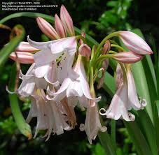 Image result for Crinum macowanii