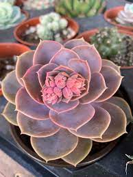 Some reach up to a foot in width, but most are smaller in diameter. Succulents For The Chakras Infinite Succulent
