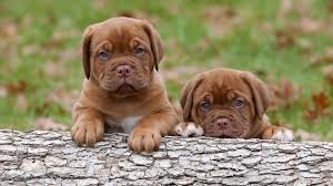 Well, sony wanted to turn those numbers on their head. Images Puppy Dogs Animals 1920x1080