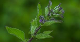 Image result for Hyptis