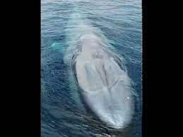 شاهدوا كيف يتنفس الحوت الأزرق العملاق عن قرب whale animals outdoor