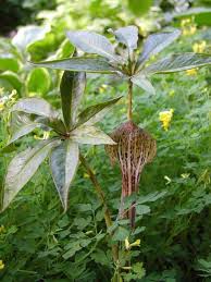 Image result for Arisaema