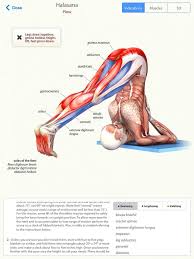 Halasana Yoga Anatomy Yoga Anatomy Yoga Muscles Yoga Teacher Training