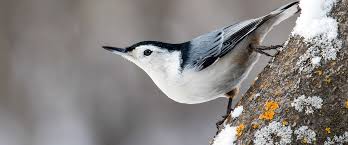 We did not find results for: Watching For Nuthatches And Bluebirds Audubon North Carolina