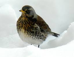 2 wacholderdrosseln #nikond7000 #vogelfotografie #riddagshausen #wacholderdrossel. Datei Wacholderdrossel Jpg Wikipedia