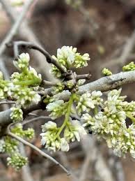 Image result for Dalbergia melanoxylon