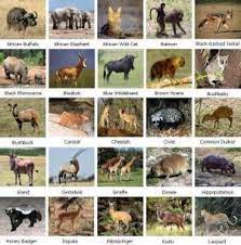 List of african animals extinct in the holocene; List Of Animals In South Africa South Africa Lists