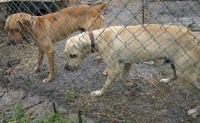 We did not find results for: Florida Cracker Cur Dog Breed Information And Pictures