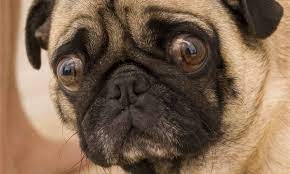 Why Dogs Get 'Stuck' Together During Sex, and What Do to About It - A-Z  Animals