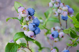 Corymbosum and a native, evergreen florida species (v. Blueberries Planting Growing And Harvesting Blueberries At Home The Old Farmer S Almanac