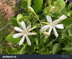Image result for Jasminum fluminense