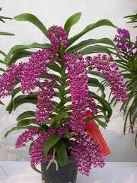 My Time Zone On Twitter Orchid Flower Beautiful Orchids Unusual Flowers