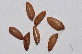 Iiihhhh ich dreh dur, seit wochen finde ich immer wieder eine kleine dunkle behaarte raupenartige wiederliche gestalt, unterm teppich oder an der tapete nach langem. Schadlinge Im Haushalt Nabu