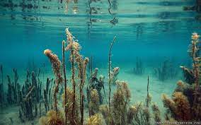 Free Underwater Hd Wallpapers Scuba Diving Reviews Blog 1024 768 Underwater Images Wallpapers 44 Wal Underwater Images Underwater Wallpaper Underwater Lake