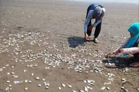 Maybe you would like to learn more about one of these? Ribuan Ikan Mati Terdampar Di Pantai Jetis Cilacap Ini Penyebabnya