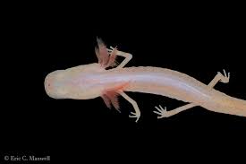 Image result for Dewildemania burundiensis