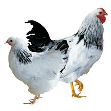 Silver laced wyandottes were developed in new york state in the. Day Old Columbian Wyandotte Chicks For Sale Order As Few As 3 Chicks